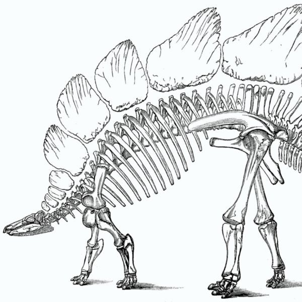 El calendario cósmico